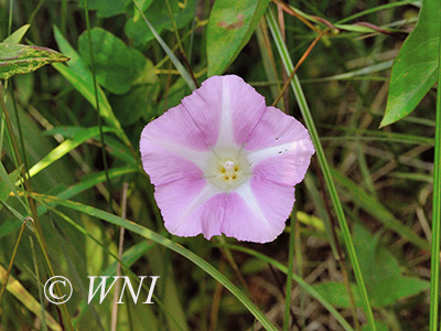 Hedge False Bindweed (Calystegia sepium)